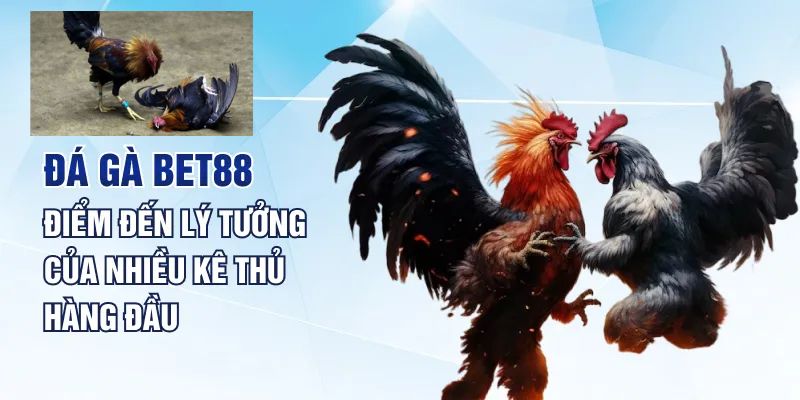 Tìm hiểu đôi nét về chuyên mục đá gà Bet88